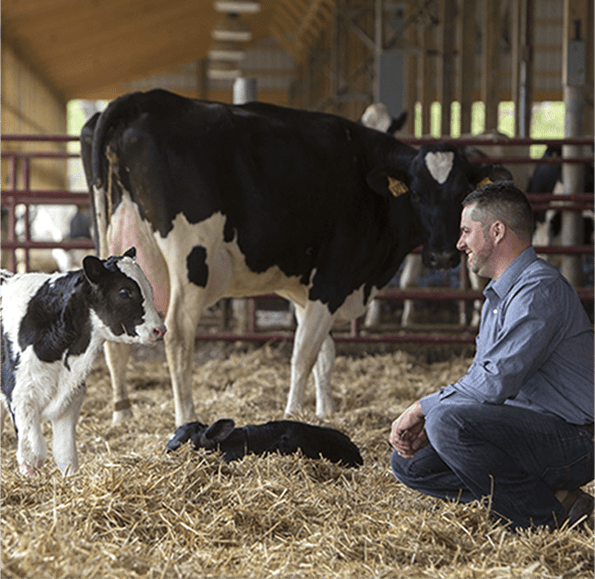 A picture of cows